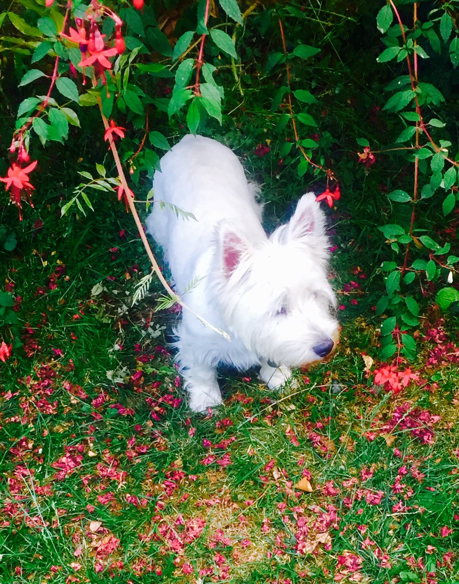 The Dog and Fuscia #pubsigns