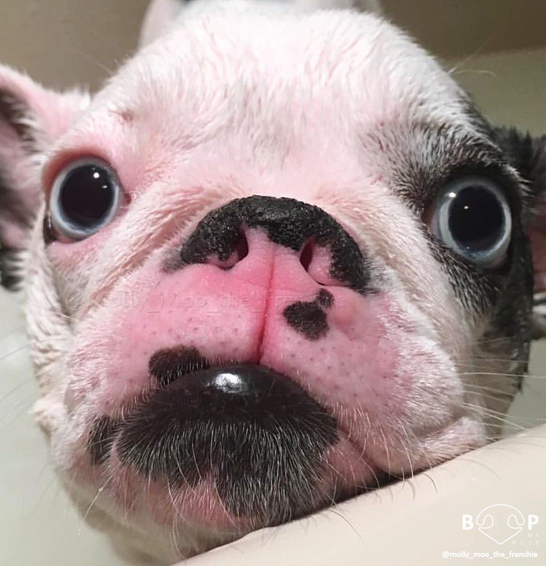 are french bulldogs born with pink noses