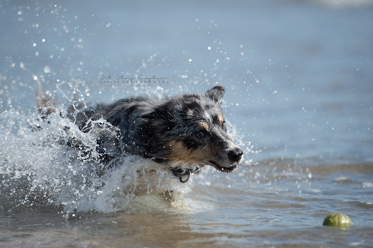 sitstaycapture's tweet photo. #northeastdogphotographer 
#dogphotography #dogphotoshoot #dogphotographer #caninephotography #northumberland #rebeccaashworth #sitstaycapture  #professionalphotographer #newcastledogs #dogsofnorthumberland #northeastdogs #caninephotographer #druridgebay https://t.co/WQTDberxiz