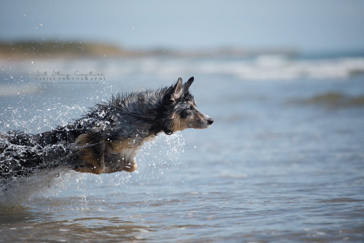 sitstaycapture's tweet photo. #northeastdogphotographer 
#dogphotography #dogphotoshoot #dogphotographer #caninephotography #northumberland #rebeccaashworth #sitstaycapture  #professionalphotographer #newcastledogs #dogsofnorthumberland #northeastdogs #caninephotographer #druridgebay https://t.co/WQTDberxiz