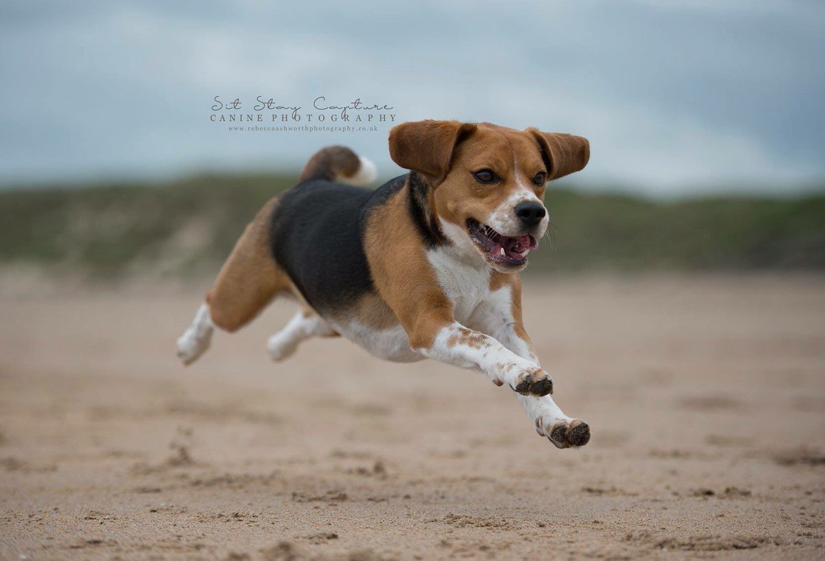 sitstaycapture's tweet photo. #northeastdogphotographer 
#dogphotography #dogphotoshoot #dogphotographer #caninephotography #northumberland #rebeccaashworth #sitstaycapture  #professionalphotographer #newcastledogs #dogsofnorthumberland #northeastdogs #caninephotographer #druridgebay https://t.co/WQTDberxiz