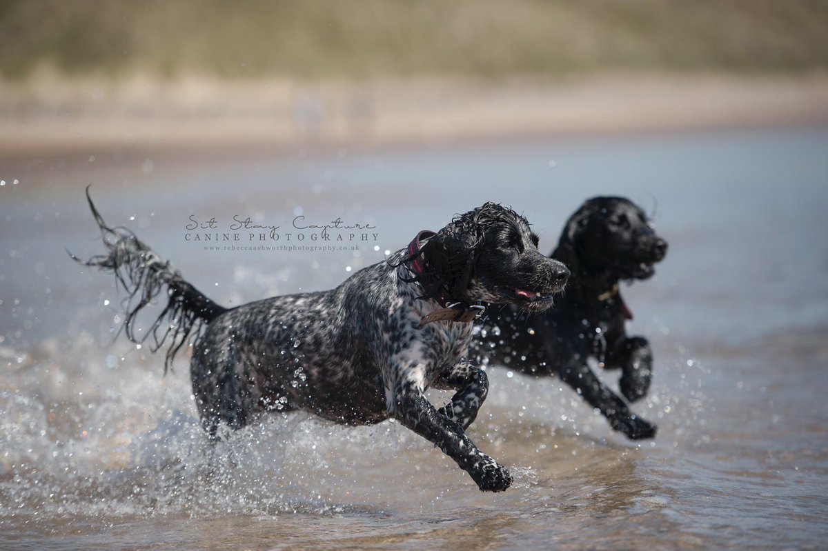 sitstaycapture's tweet photo. #northeastdogphotographer 
#dogphotography #dogphotoshoot #dogphotographer #caninephotography #northumberland #rebeccaashworth #sitstaycapture  #professionalphotographer #newcastledogs #dogsofnorthumberland #northeastdogs #caninephotographer #druridgebay https://t.co/WQTDberxiz