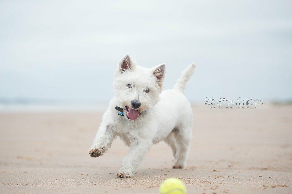 sitstaycapture's tweet photo. #northeastdogphotographer 
#dogphotography #dogphotoshoot #dogphotographer #caninephotography #northumberland #rebeccaashworth #sitstaycapture  #professionalphotographer #newcastledogs #dogsofnorthumberland #northeastdogs #caninephotographer #druridgebay https://t.co/WPBJQBWZMy