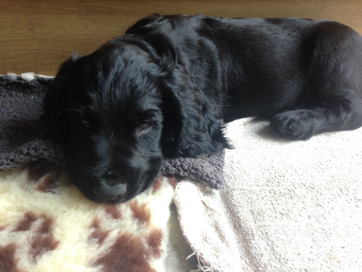 KTHallmark's tweet image. Larry @hd_puppy has complained about his work load.
So may I introduce Duke
@HearingDogs #AssistantWorkhopAssistant for the #WorkshopAssistant