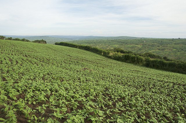 HarvestPlus tweet media