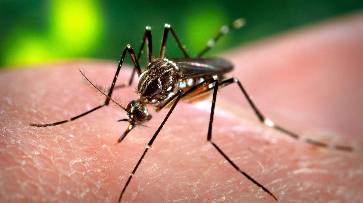 Toronto Public Health confirms the first human case of West Nile virus in the city in 2018 ow.ly/2CCT30l9pOE https://t.co/FvLpOnGC2Y