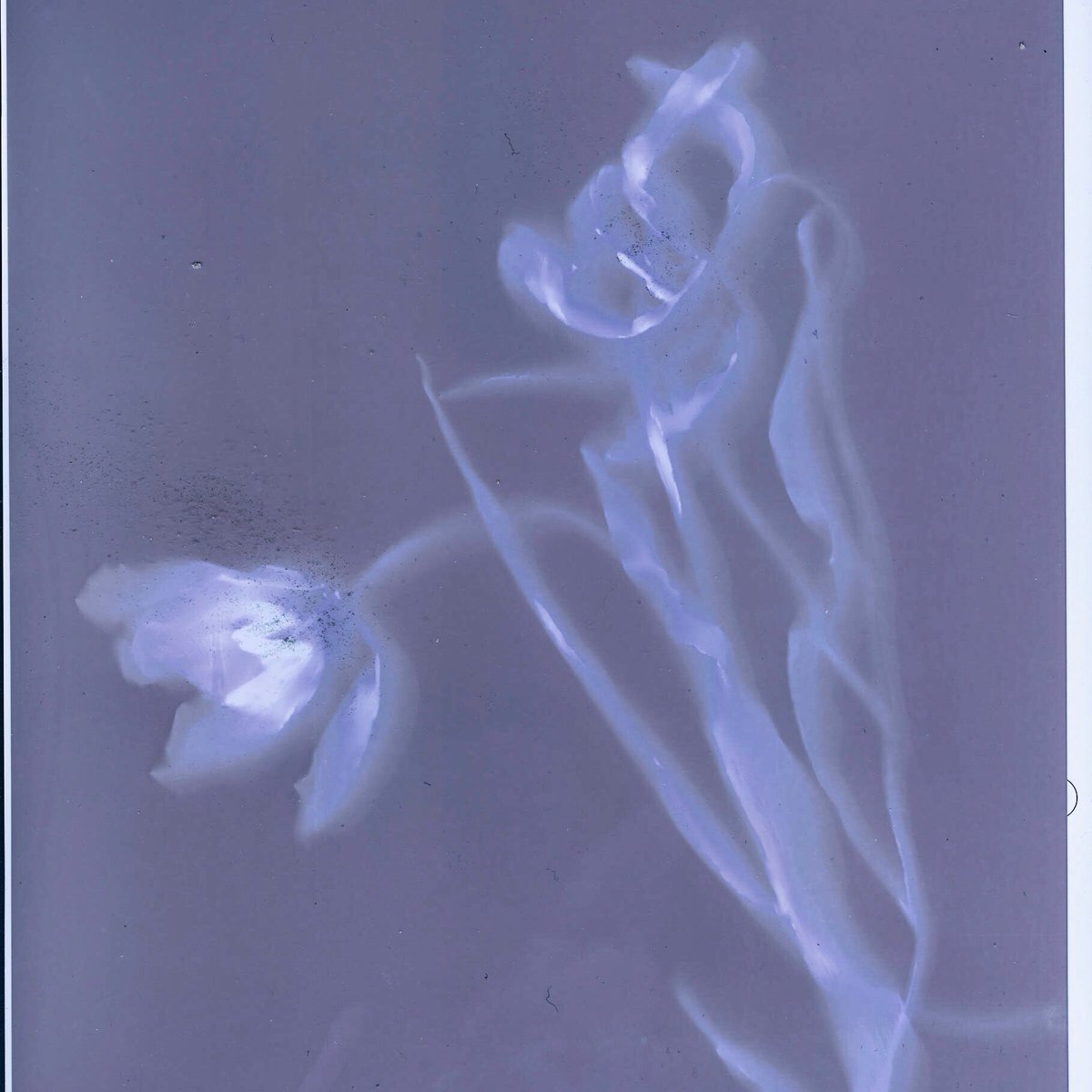 statestudio's tweet image. First attempt at lumen printing. #lumen #lumenprint #cameralessphotography #tulip #alternativephotography @lomography @BWPMag
