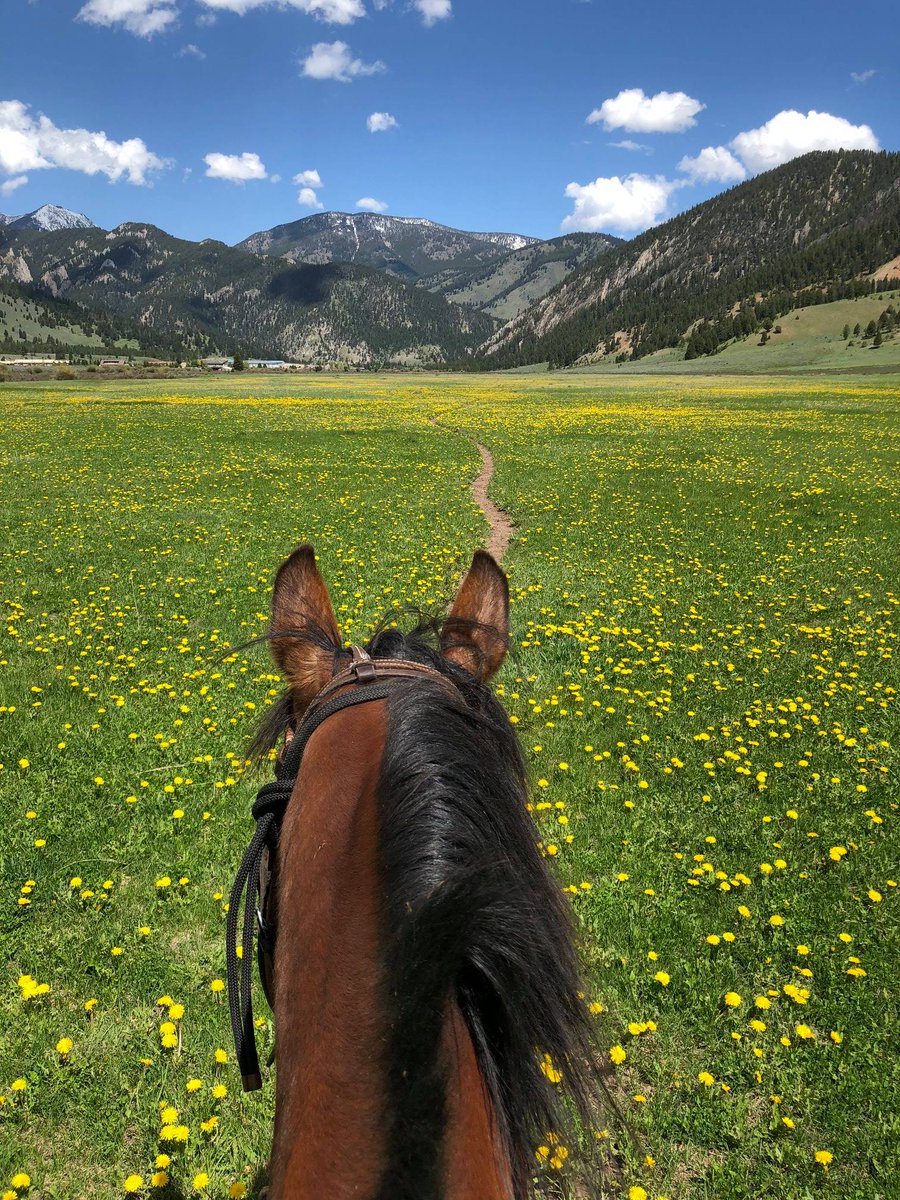 visitmontana's tweet photo. Just you and a good horse. #MontanaMoment | 📷: IG user justatadams https://t.co/v5kdiVsm28