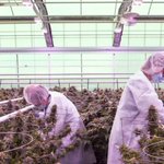 Image for the Tweet beginning: ICYMI: Aphria Makes #Cannabis A