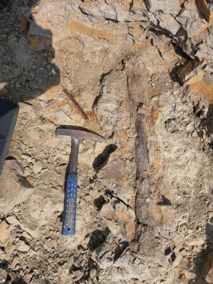 OliverDemuth's tweet photo. The field season is getting closer and closer 😀! In a week I'm already heading to Canada for #SADP2018! Here are a few pics from last year. Eroding Hadrosaur long bone, a hadrosaur fibula I uncovered, myself in the Devil's Coulee and the beautiful sunset crew. #FossilFriday https://t.co/v389z578wh