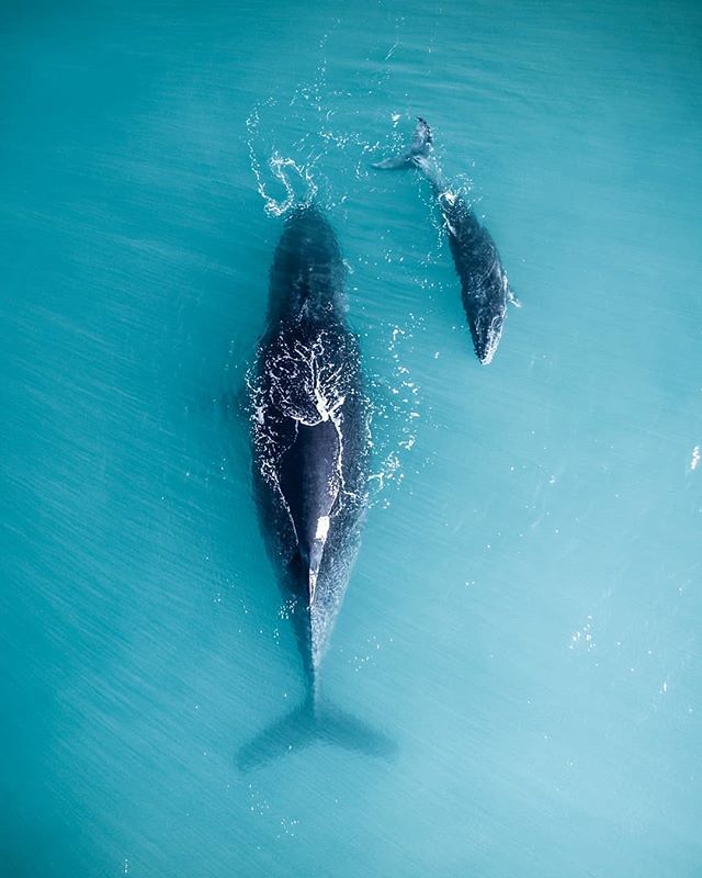It's that time of year again, when over 35,000 humpback whales head north along the coastline of WA to give birth in the warm tropical water of @thekimberleyaustralia. 🐳📷:<a href="/from/">m</a>.miles.away
.
.
.
.
.
.
.
.
.
.
#dronemultimedia #australia <a href="/australia/">Australia</a> #th… ift.tt/2K0Jfjh