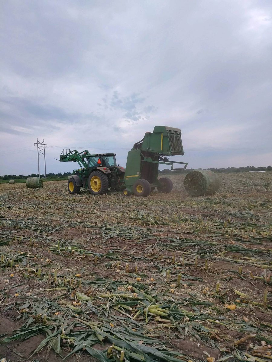 Tyne_Ag's tweet photo. Missouri farmers coming to grips with reality. Extreme drought grew 5 points in this week and the corn crop is struggling. This farmer in Lafayette County is baling his corn. He said his hay crop is so short this year, he's doing whatever he can to find enough feed for the winter https://t.co/4kyJ6D8k63