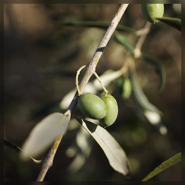 emporiogouveia's tweet photo. “thy children like olive plants round about thy table”... #evoo #azeiteemporiogouveia #pleasurefood #nyiooc2018 @eurosavour #emporiogouveiablackbottle #evoopraemium #smallproducersgreatwines #offthewall https://t.co/hoG9RdEIDD https://t.co/lanmTYb7I6