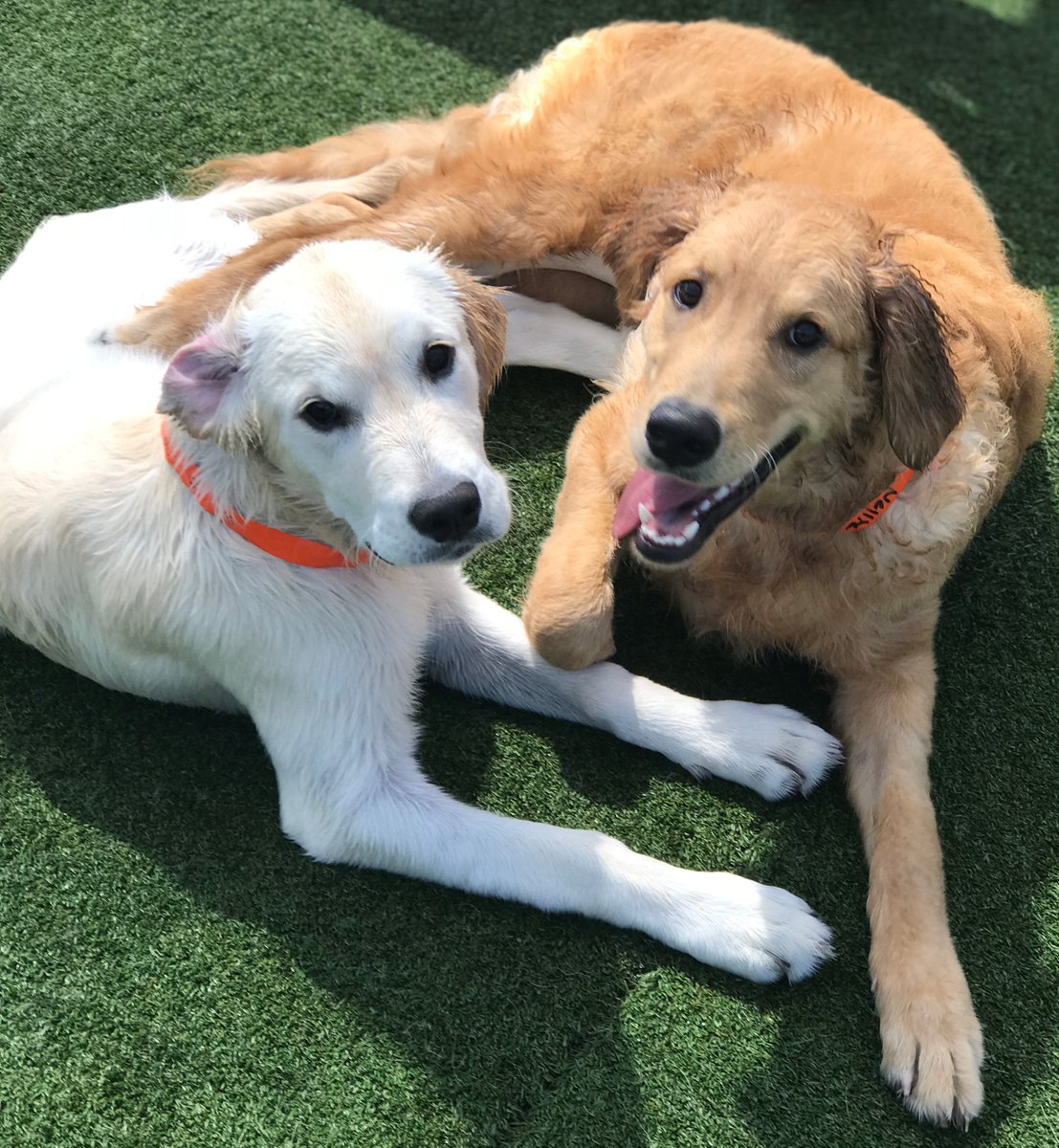 PPRUniversity's tweet image. Jonah and Nellie: Just two cute pups in love. 
#flashbackfriday #puppylove #socute #mypetparadise