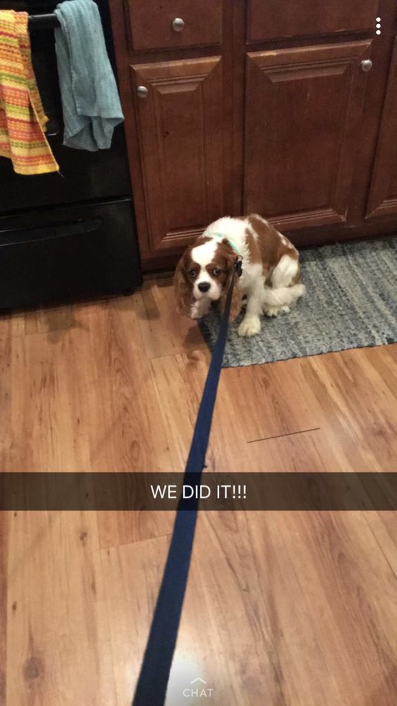 cburch_34's tweet photo. so I got my friend to dogsit Max, who is scared of every human outside of our family... she sent me this after trying to get the leash on him for 30 minutes https://t.co/Eyxv7mPpc8