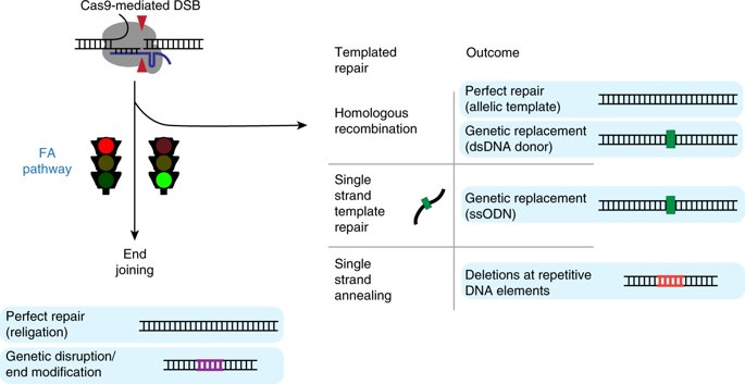 CRISPR–Cas9 genome editing in human cells occurs via the Fanconi anemia pathway (Richardson et al.) go.nature.com/2LUVgZk . and video: go.nature.com/2LDgu11