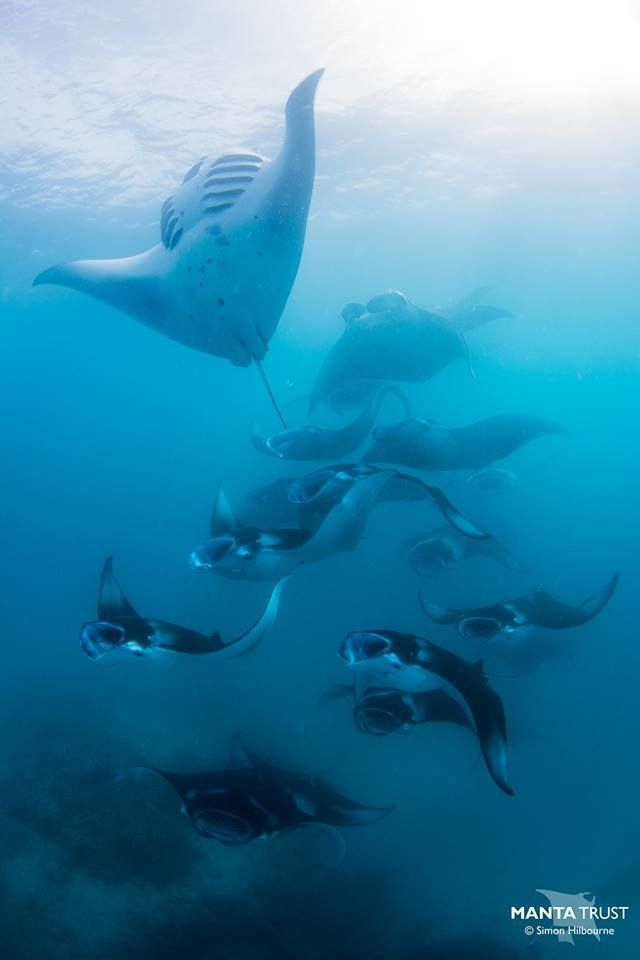 MantaTrust's tweet photo. Did you know that the word manta is Spanish for cloak or blanket? Look at all of these beautiful blankets photographed by Simon of our Maldivian Manta Ray Project. 📷 Simon Hilbourne @Scubography https://t.co/eCHssKYV8T