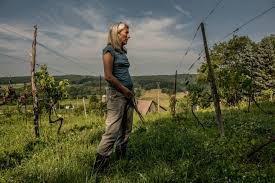 Maryland Wine Pass tweet media