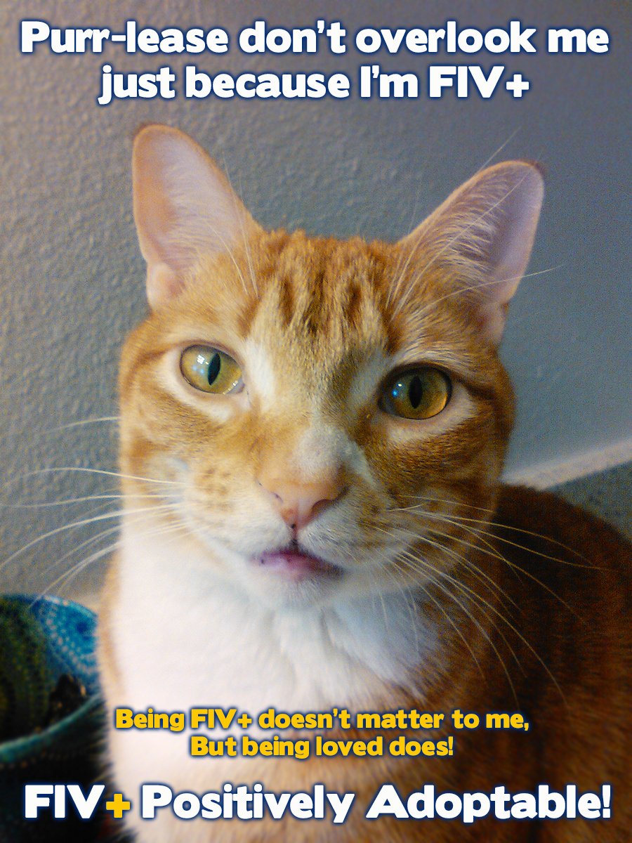 ColeTheBlackCat's tweet photo. Did you know that Marmalade is FIV+?
FIV+ CATS = POSITIVELY ADOPTABLE! <3
Who agrees? :)
#FIV #CatsOfTwitter #coleandmarmalade https://t.co/pdMEEth13L