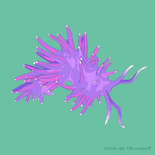 TribeOfSparrows's tweet photo. This is Flabellina pedata, a very small (about 2cm!) sea slug! They really are this bright purple! https://t.co/jA9sKb9FyD