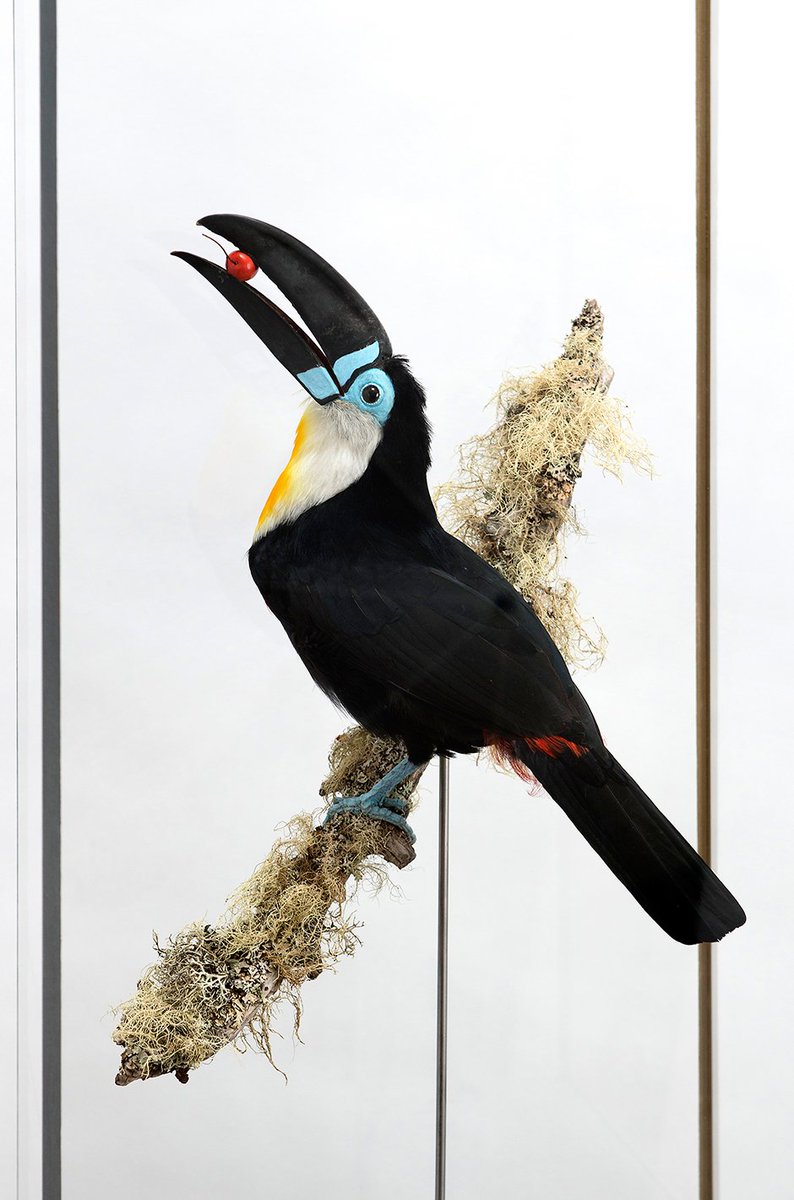 Join us Thursday 2nd August for a late night opening of <a href="/TringaTaxidermy/">Tringa Taxidermy</a>'s exhibition, Still Life: The Art of Taxidermy. Pick up pencil and paper and take advantage of our extended hours to create your own masterpiece to take home #draw #MuseumLate