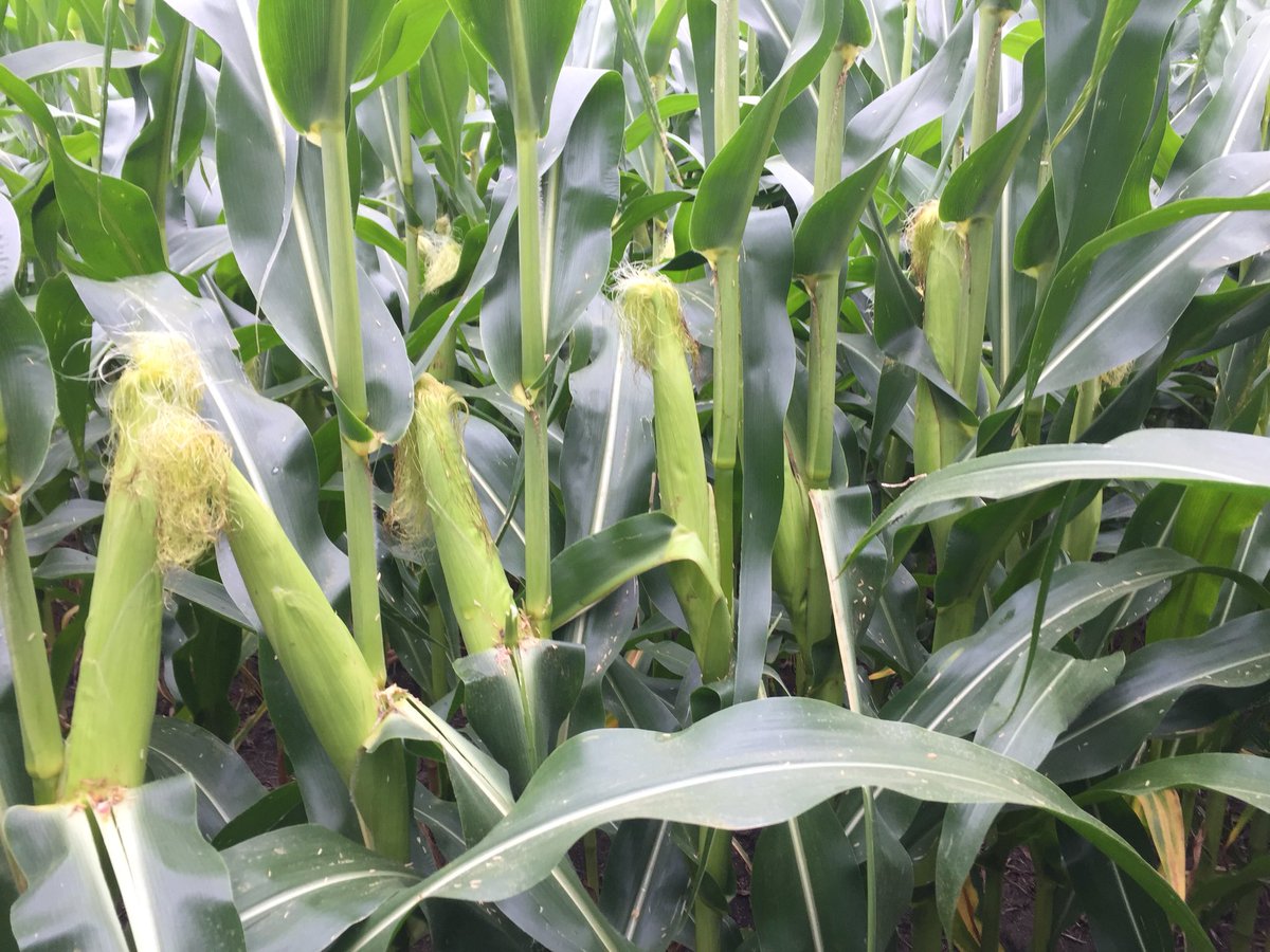 Checking out the new 95 RM hybrid, Croplan 3575VT2P/RIB, in west-central MN. One word to describe it:

CONSISTENT 

Ear size and ear height look really similar down the row. Showing up with 20 kernels around in this spot 
@WinFieldUnited <a href="/CROPLANseed/">CROPLAN_North</a>