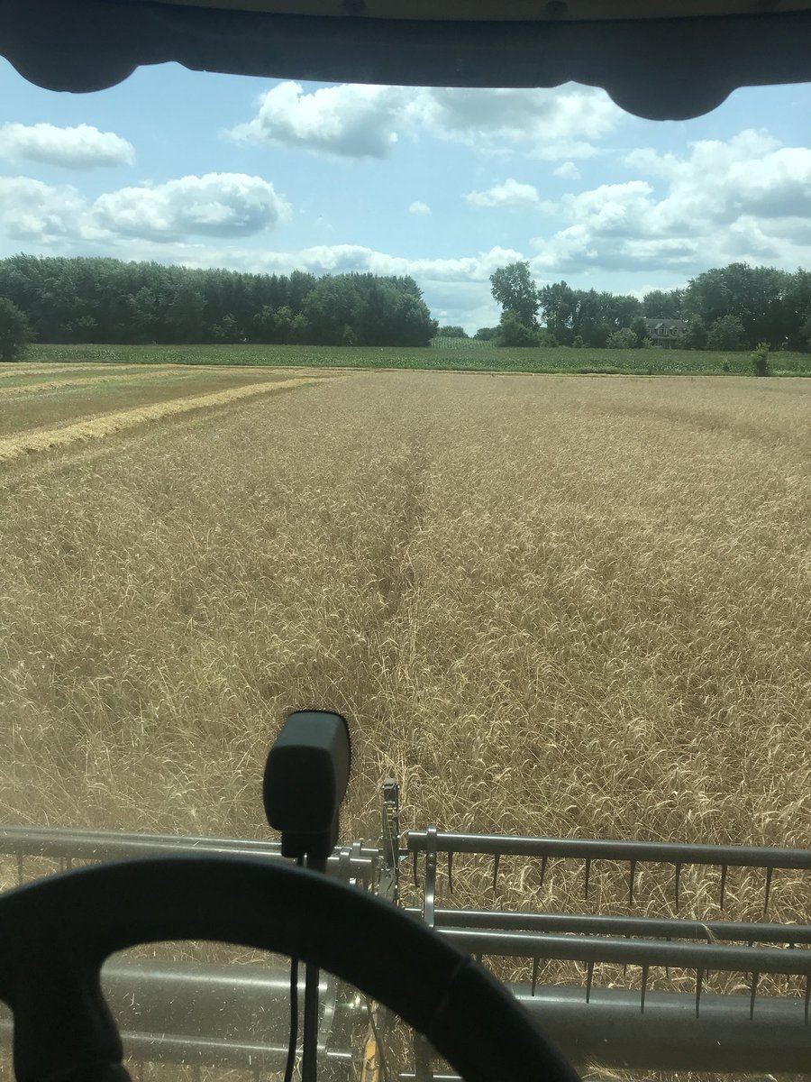 Running our our rye today. Summer harvest is almost complete