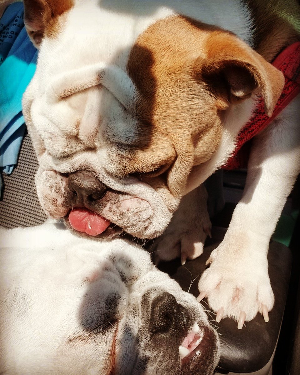 rescue_west's tweet photo. Love from a rescue=Priceless https://t.co/F2JJzkUv6N