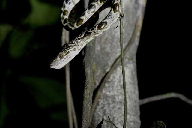 ExploramaPeru's tweet photo. ExplorU activities included amazing nighttime boat rides. The activities are peaceful, slow moving, and educational, and here you see a tree boa stretching curiously to challenge the curiosity and excitement of  group members. https://t.co/z9c7J1mtno