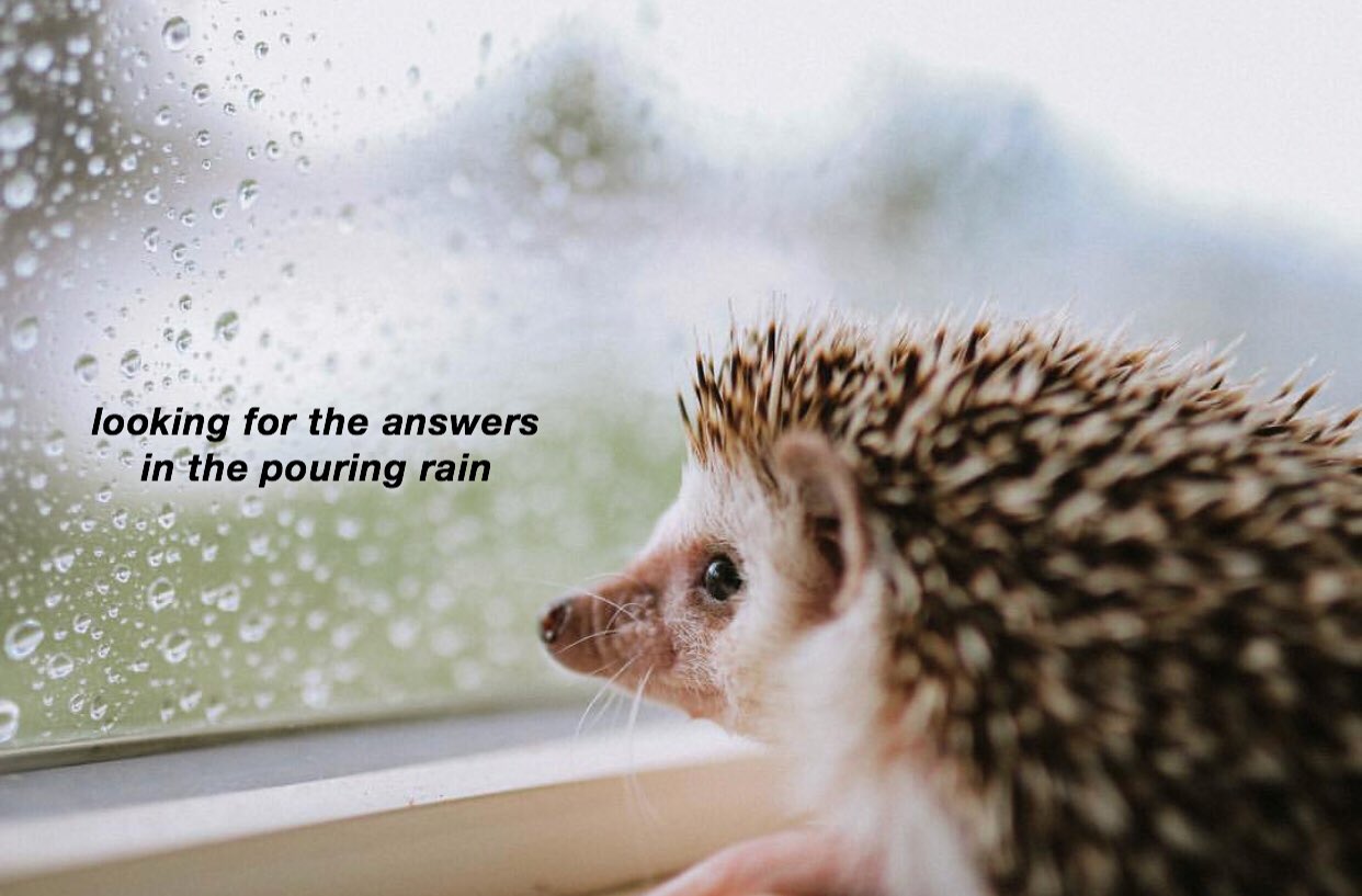 A Hedgehogs Daydream
