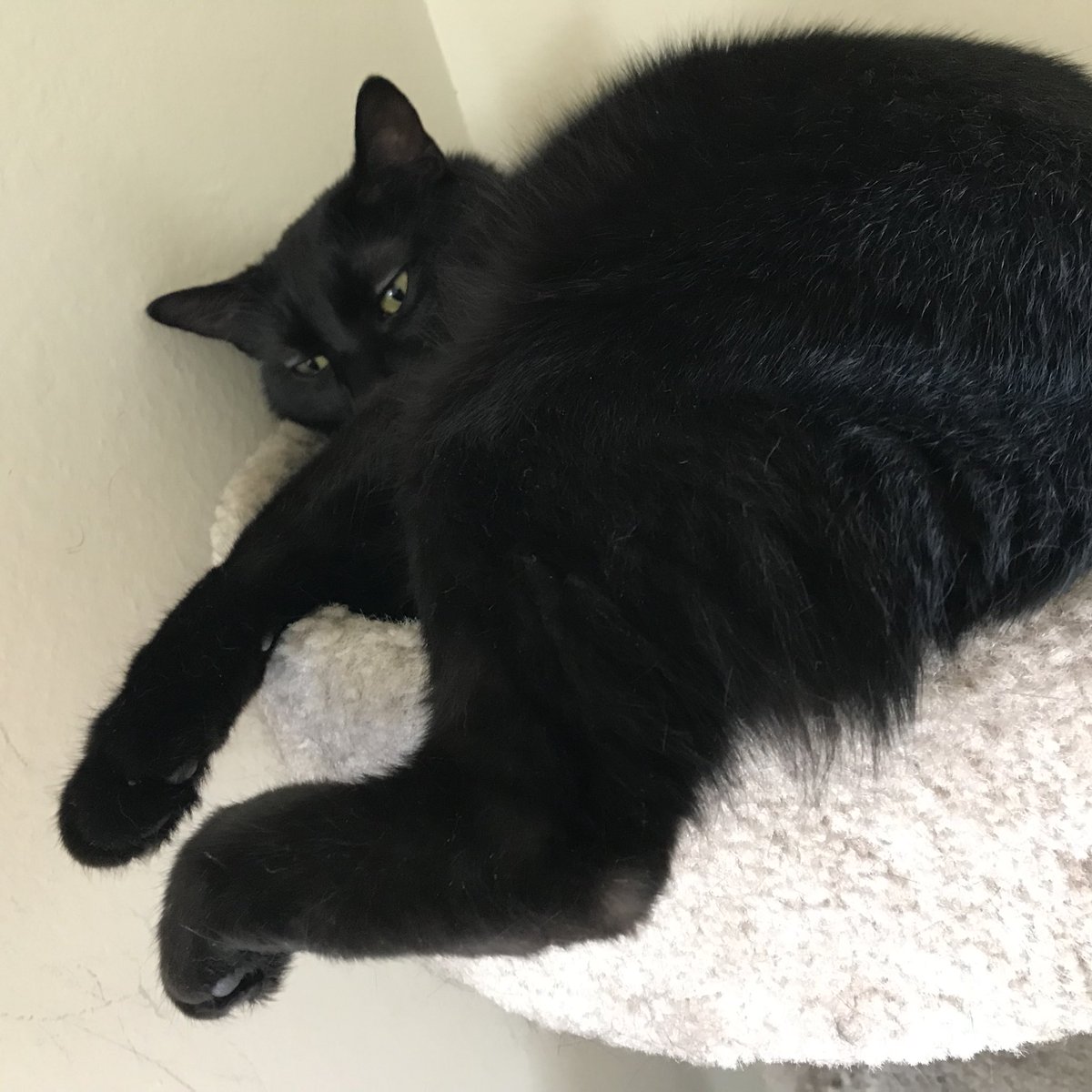 OMG’s DFW Food tweet media