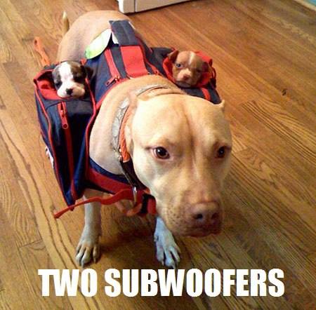 WeLoveDogsUSA's tweet photo. 😍 Woofer &amp; Her Two Subwoofers 😍

#Pitbulls #PitbullMomAndPuppies https://t.co/lzqpNC14Xe