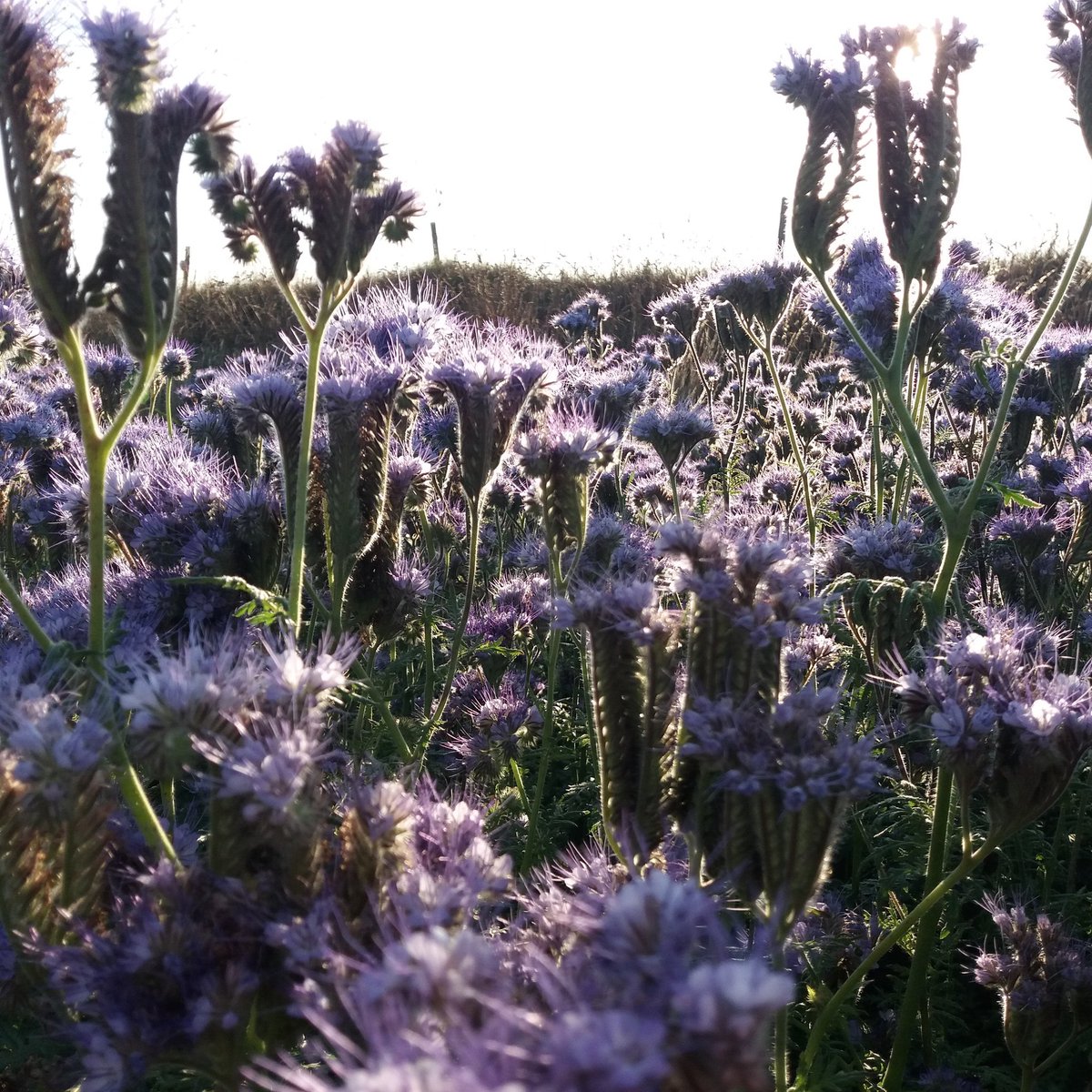 thebugfarmUK's tweet photo. Evening sunlight through the phacelia. This beautiful plant is buzzing with bees when the sun shines. #StDPT #pollinatortrail #helfabeillwyr #findyourepic #gwladgwlad @visitwales @lovepembs https://t.co/WvrRNHMpgI