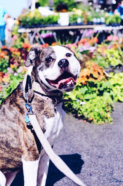 pawsforpsych's tweet photo. Come visit us tomorrow at the Ashburnham Farmer’s Market from 9am-12pm at Meetinghouse Hill! We will be selling handmade recycled dog toys and dog treats to raise money for individuals who need therapy dogs 🐶🐾 https://t.co/OSqKyHh42M