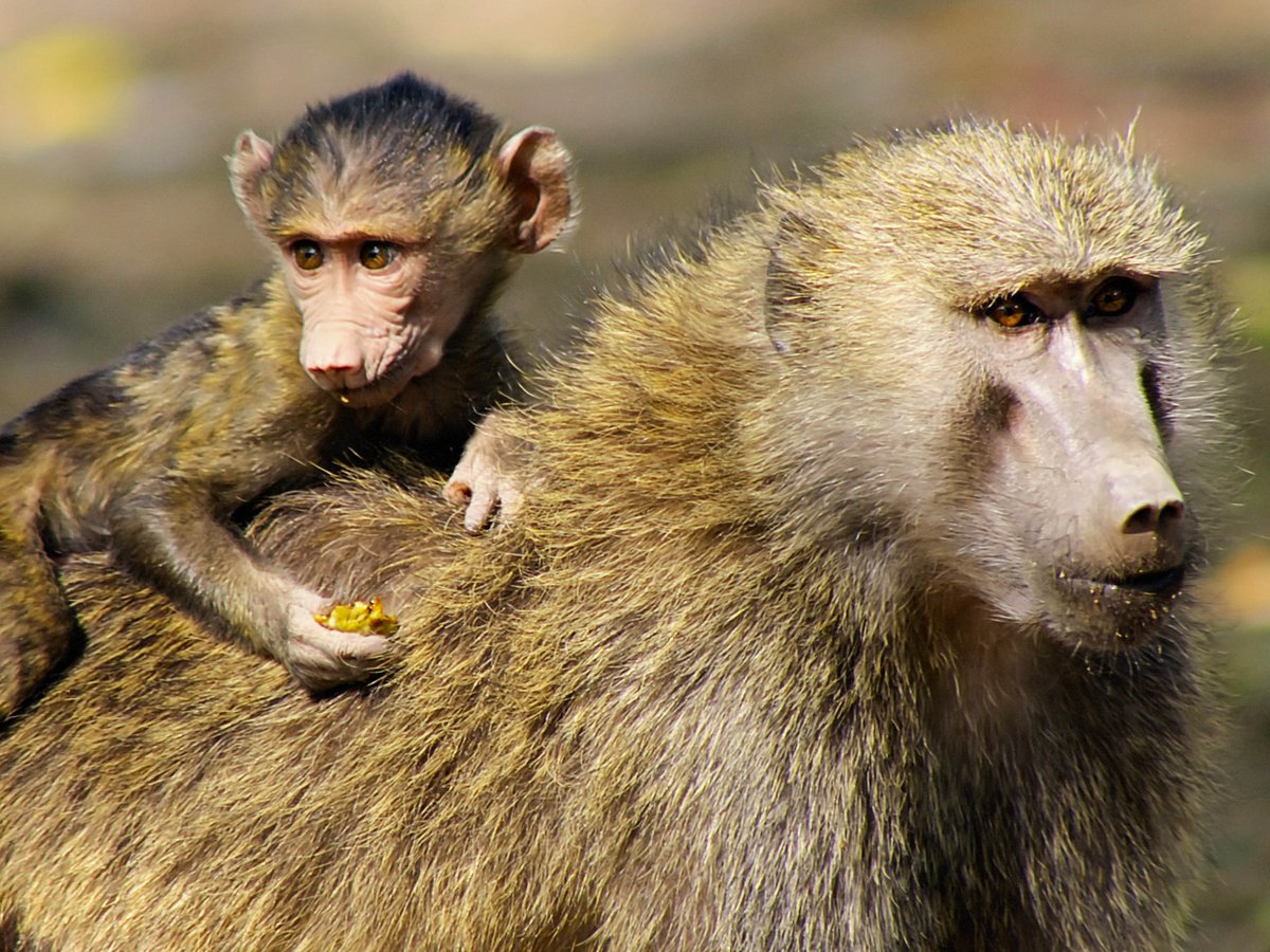 AVNationSC's tweet photo. Africa's adaptable baboons have spread throughout Africa, conquering arid savannas and making plunging cliffs their home. #LandofPrimates https://t.co/6JAW8ELDdt