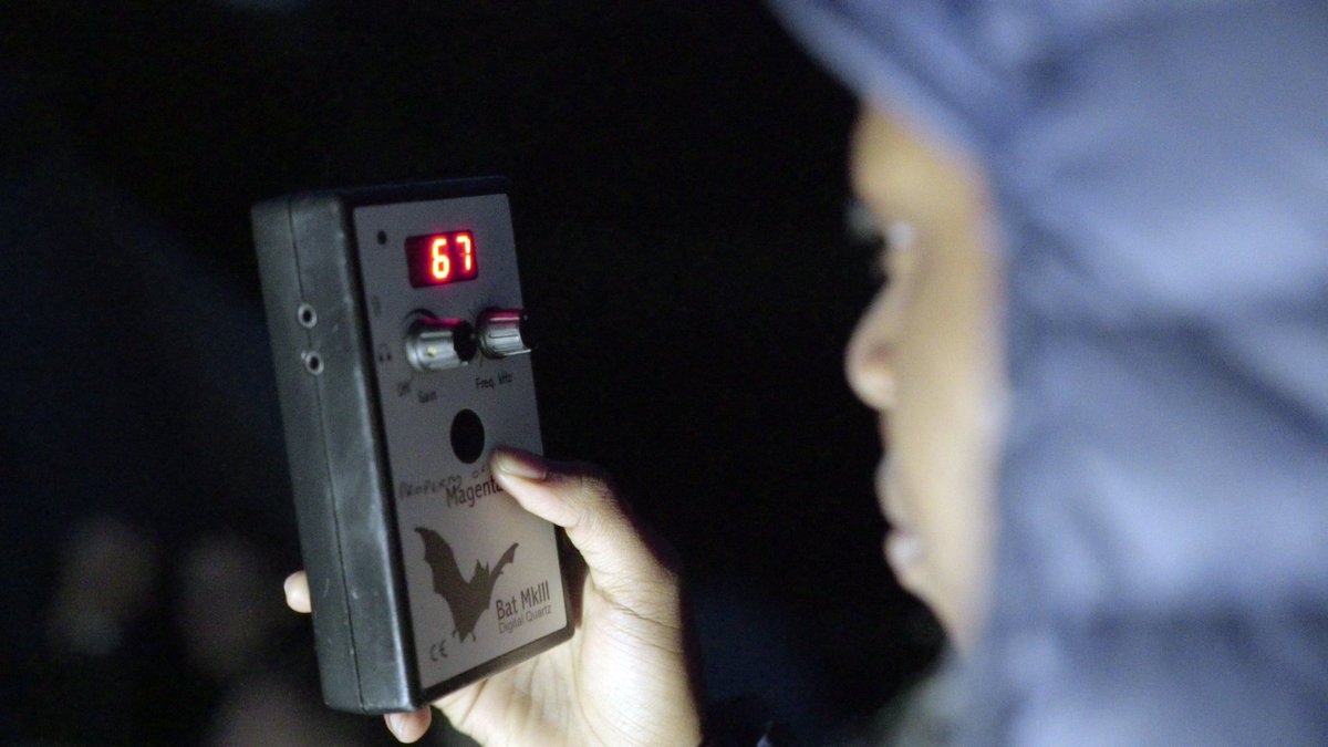 Action4Conserv's tweet photo. What are you up to tonight? We’ve got our walking boots on and our detectors out, we’re off on a #BatWalk! Our campers are so excited to see the #GreaterHorseshoes that roost in #Stackpole! #LoveBats #ConservationCamp🦇🦇🦇 https://t.co/8qvJD21WVh