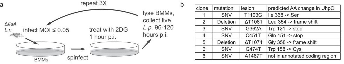 beadsandbaublesny.com