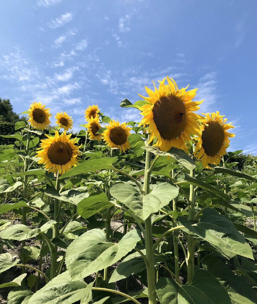 Eden Project tweet media