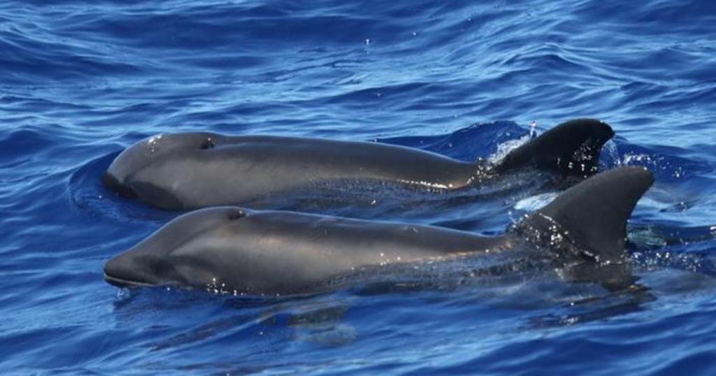 Descubren en Hawái un raro híbrido de ballena y delfín DjIotWHUwAAPVIB