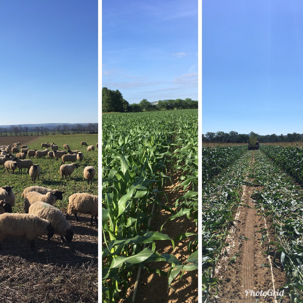 What a contrast all in under 3 months #Sheep365 #sweetcorn #samco