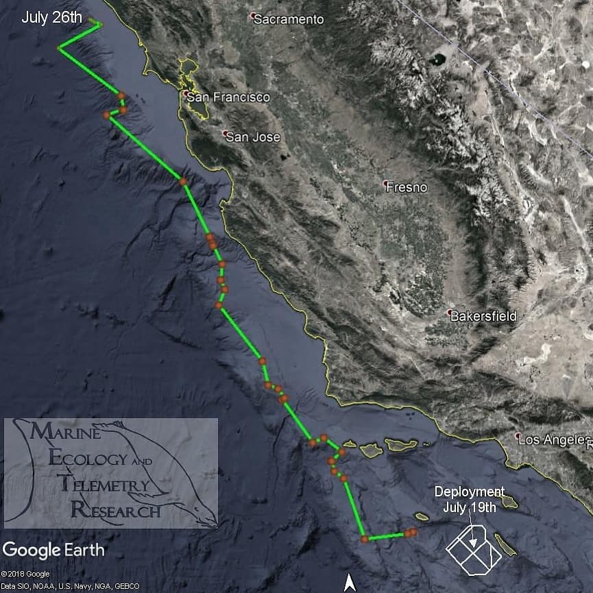 The Baird's beaked whale tagged on July 19th continues to travel north up the coast of California. #whale #Conservation #satellites #Research #California