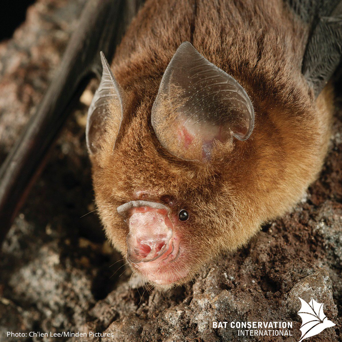 Here's a little bat floof to start your #weekend off right!

This little Fawn roundleaf #bat (Hipposideros cervinus) can be found throughout Southeast Asia and the Cape Peninsula of Australia. #FridayFeeling