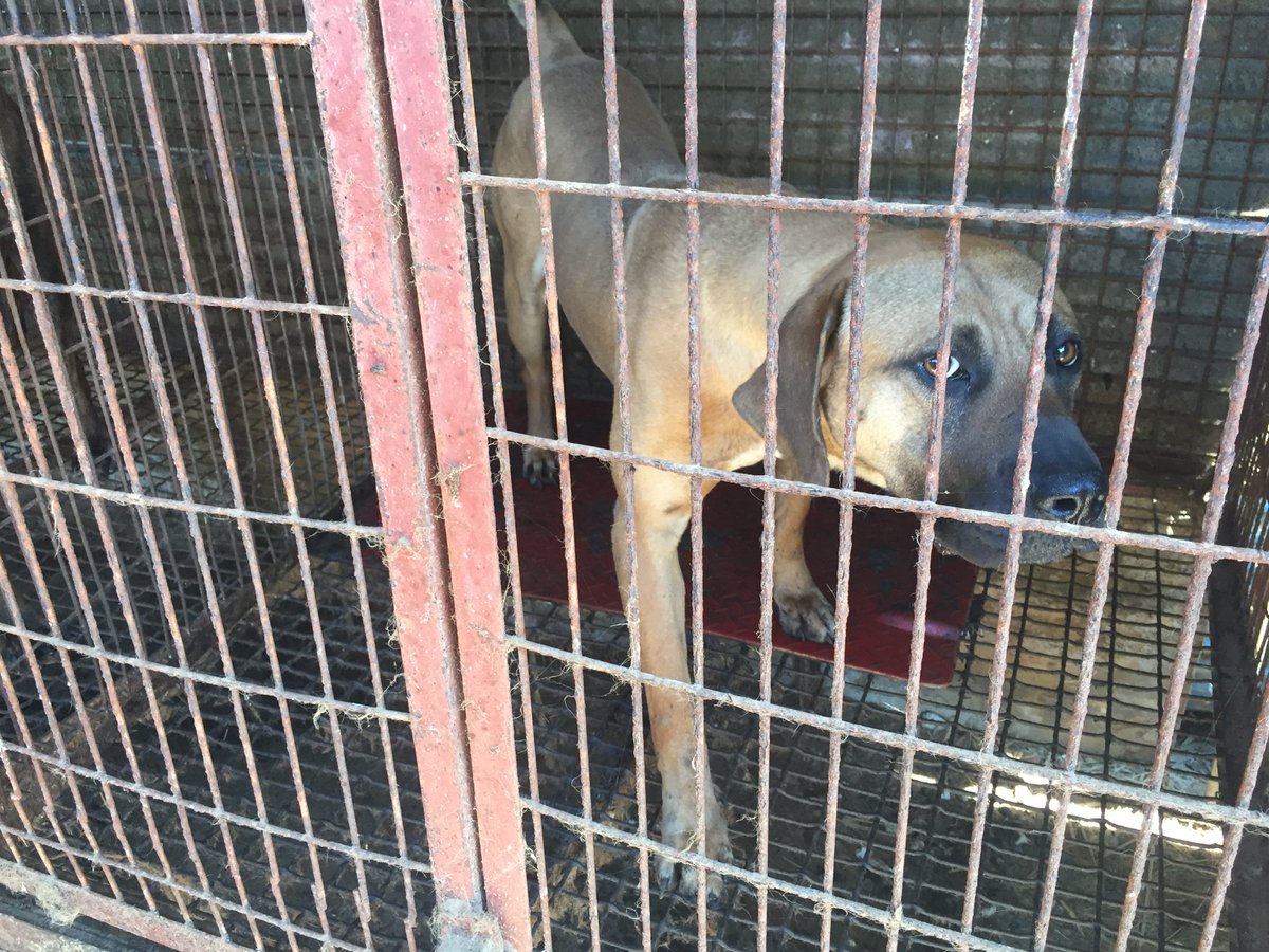 humaneworldnews's tweet image. South Korean rescue dog, Adam, was so traumatized from his previous life on a dog meat farm that he couldn't make eye contact with people. Having spent time with his foster family in Wisconsin, Adam &amp;amp; his family fell in love &amp;amp; made the move permanent by adopting him! 🐾❤️