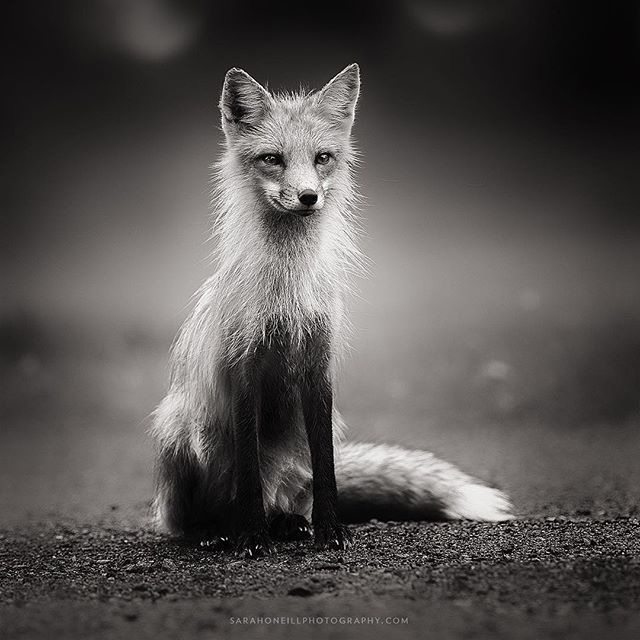 sarahoneill's tweet photo. Red Fox in Prince Edward Island for @thecanidprojectworkshops There was a bit of drizzle that morning but it would never keep us away from photographing these lovely creatures. #redfox #foxesofinstagram #fox #thecanidproject #foxyfriday #foxfriday #cana… https://t.co/g1KuBpHv8Z https://t.co/4hDNxpXSz3