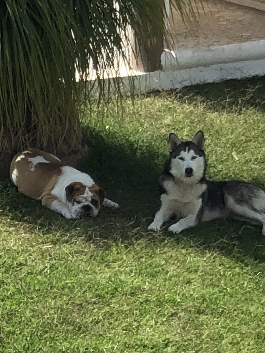 agustina_anon's tweet photo. Extraño tanto a Carlos y wolfie  ... ya va mamá mis bebes ya va mamá a cuidarlos 😞 https://t.co/zjRxhJOLzG