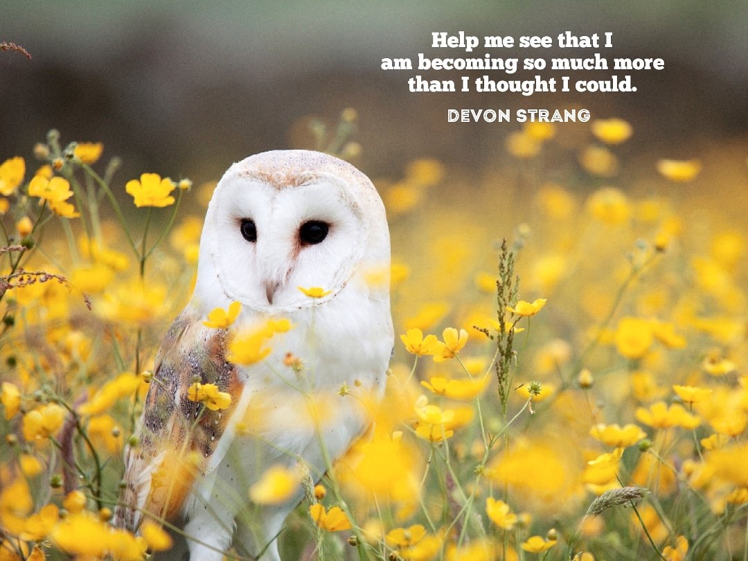 devonstranger's tweet image. Daily Haiku 1087. (c) Devon Strang #haiku #dailyhaiku #devonstrang #poet #poem #poetry #write #writer #writing #words #wordporn #love #lovepoem #lovequote #help #confidence #confident #insecure #insecurity