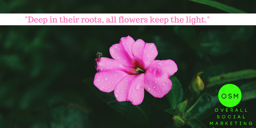 overall_social's tweet photo. All flowers ...
#twittermarketing #twitterbusiness #googleplusposts #googleplusbusiness #googleplusads
#instagramanager #instagraminfo
#instagramads #IG
#motivateyourself
#contentmarketing
#overallsocialmarketing #OSM https://t.co/vgIkV7eL4V