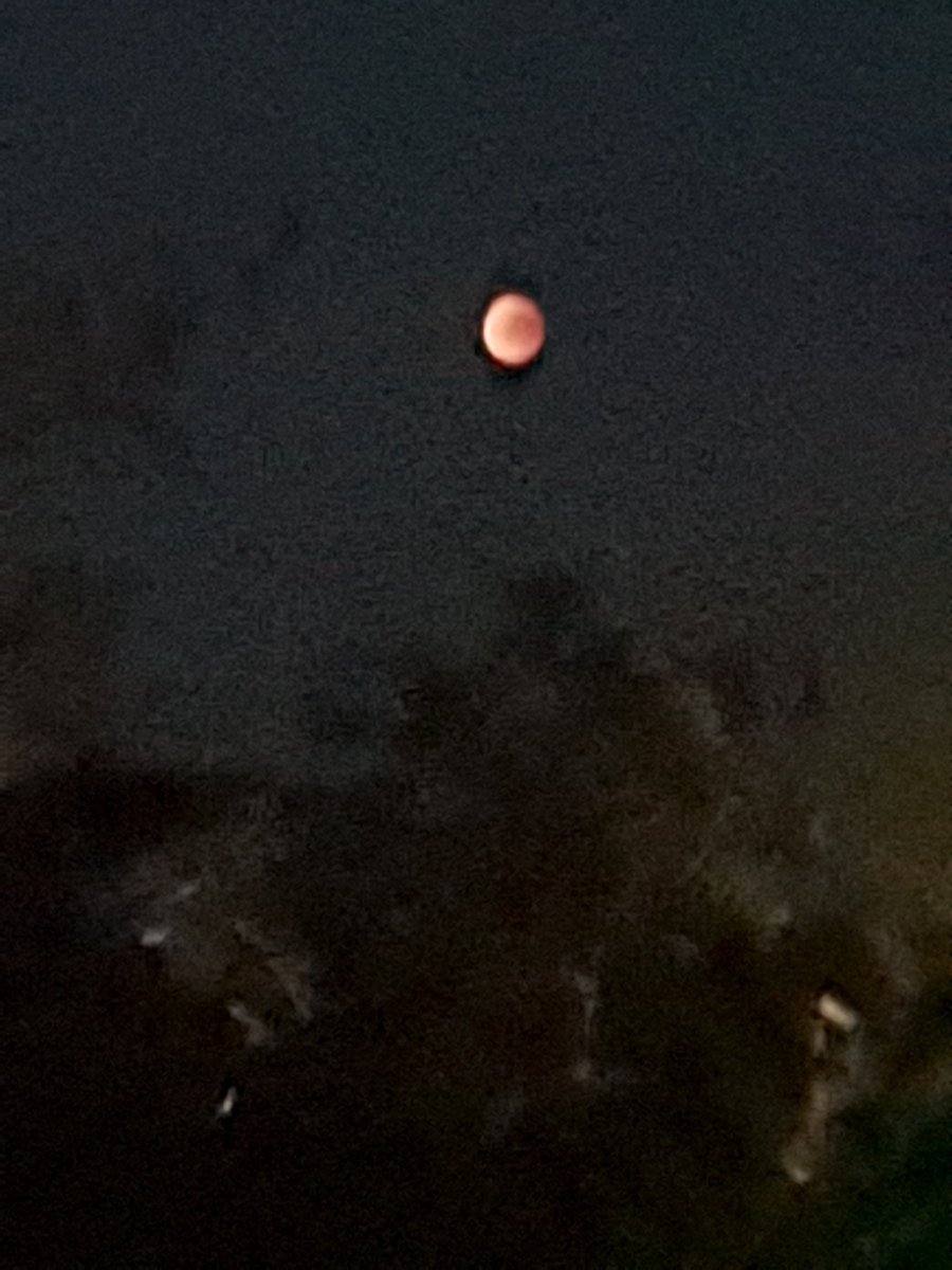 dhtuin's tweet image. #bloedmaan