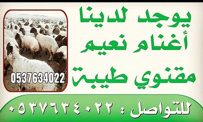 9jjgf's tweet photo. #غنم_نعيم #الخليج_أونلاين #خسوف_القمر #خسوف_القمر #السعودية #السعودية #مدينه_صباح_الاحمد #صلاة_الخسوف #خسوف_القمر_الكلى #الخليج_أونلاين https://t.co/0shqAbZn9I