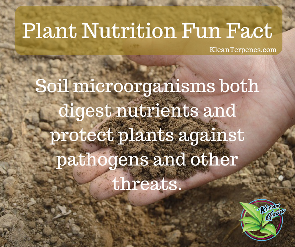 KleanTerpenes's tweet photo. Did you know? #funfact #PlantNutrition #PlantNutrients #SoilQuality #Nitrogen #Microbes #MicrobialFertilizer #OrganicGrowing #BioMass #Spores #Soil #Crop #Organic #Soilconditioner #Plants #Farmer #KleanTerpenes #KleanGrow https://t.co/7qcsXfgkAS